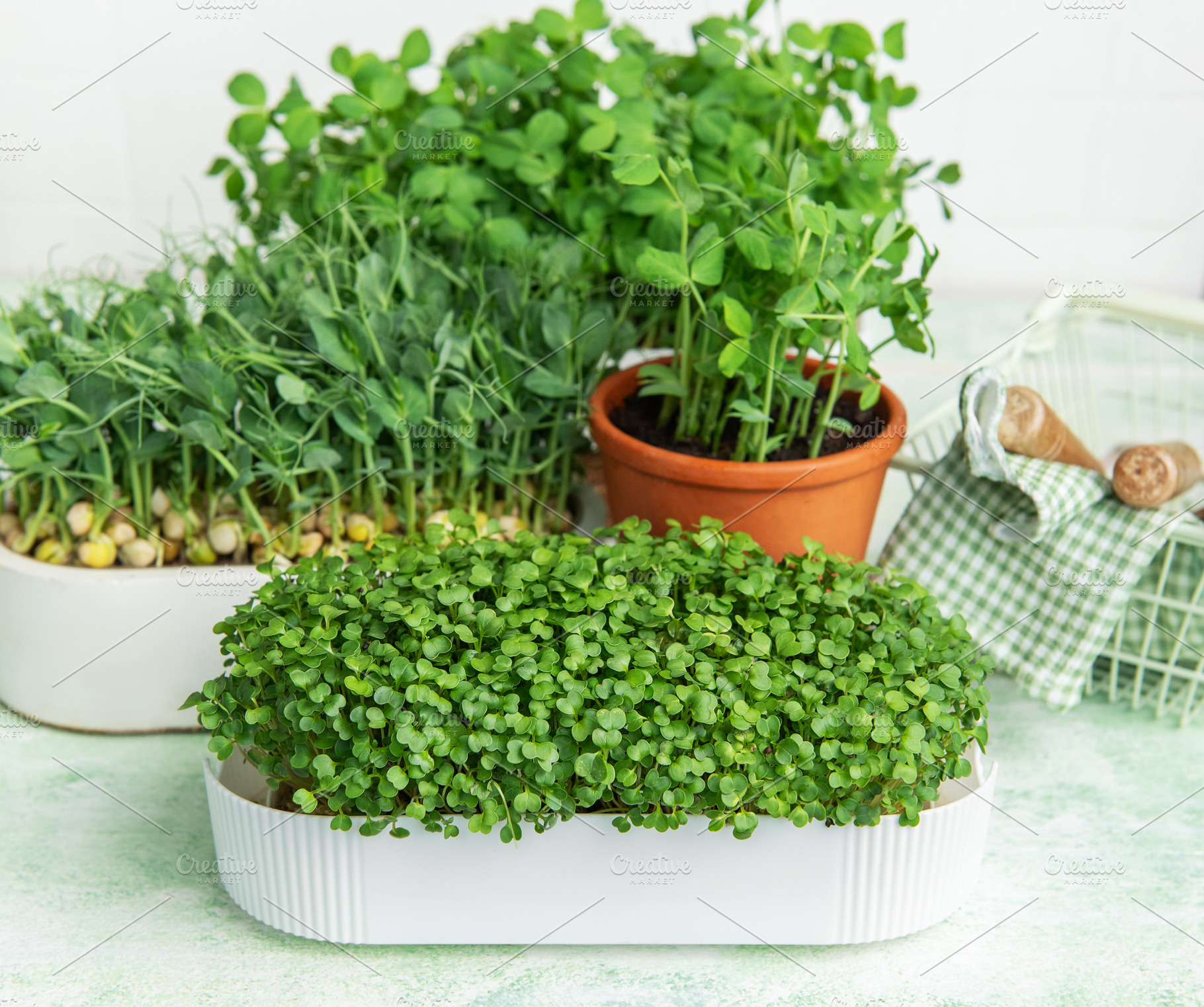 Growing microgreens at home for healthy eating, a Photo by Olena Rudo