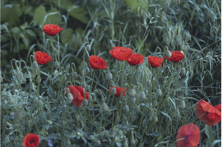 red poppies on a background of green, a Nature Photo by Pakosta