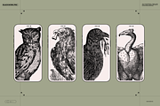 Birds of the World Illustrations, an Animal Illustration by Nomad Visuals (Thumbnail 2 of 12)