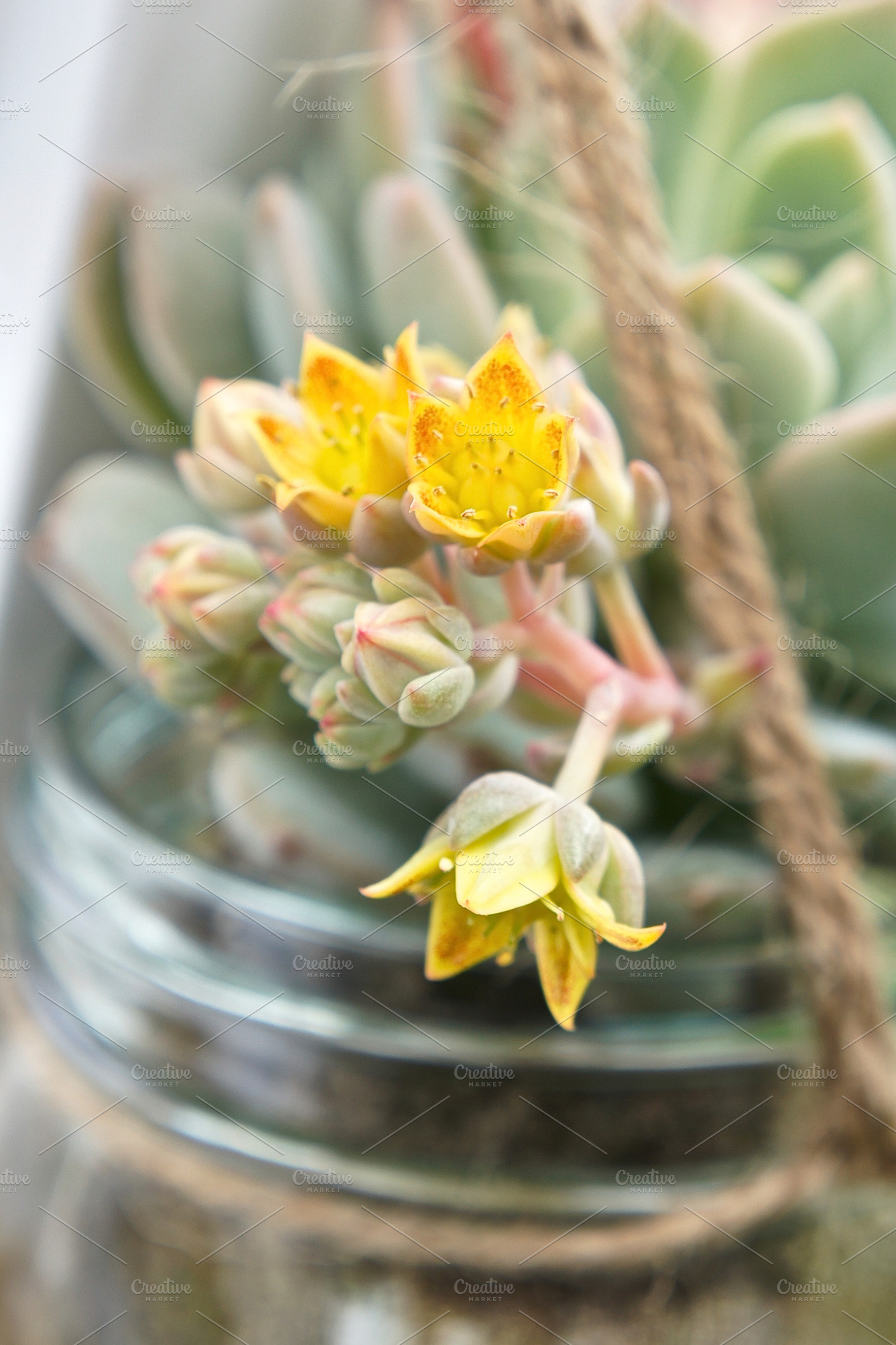 Wedding jar succulent stock photo containing flower and flowers