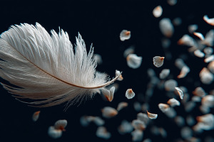 Floating Feather and Petals, an Animal Photo by Ales Munt