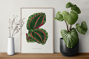 Vintage Leaves & Botanicals Ephemera, a Graphic by Craftsy Crafters (Thumbnail 5 of 6)