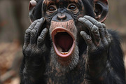 236 surprised animals, an Animal Photo by Handmadefont (Thumbnail 49 of 241)