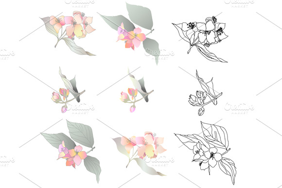 Jasmin Branches Vector