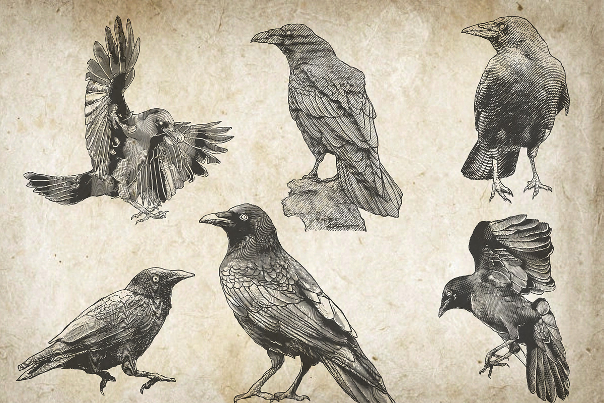 Crow Illustration Engraving Pack, an Illustration by Adan F Maruciel (Photo 5 of 5)