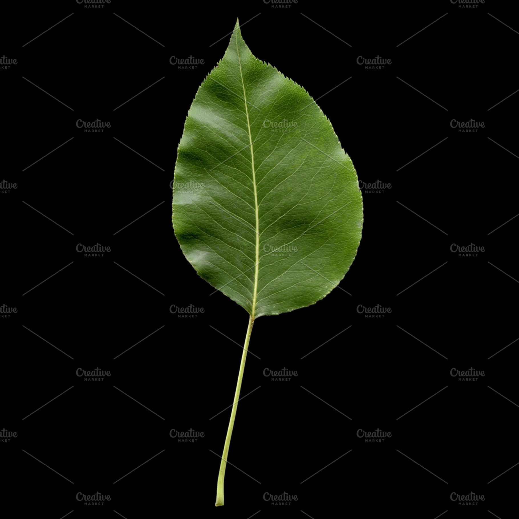 Pear Leaf