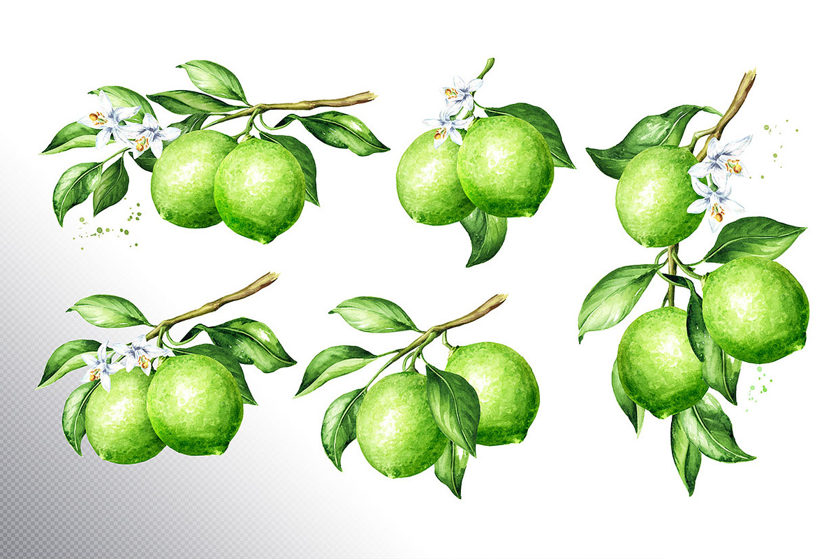 Lime citrus. Watercolor collection, a Food Illustration by Daria Ustiugova (Photo 8 of 21)
