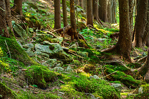 Summer moody forest, a Nature Photo by Nature and travel