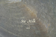 Sea Milk: Sheashell Backgrounds, a Background Graphic by Purple (Thumbnail 10 of 10)