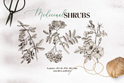 Medicinal plants collection, a Healthcare Illustration by handsketched (Thumbnail 1 of 9)