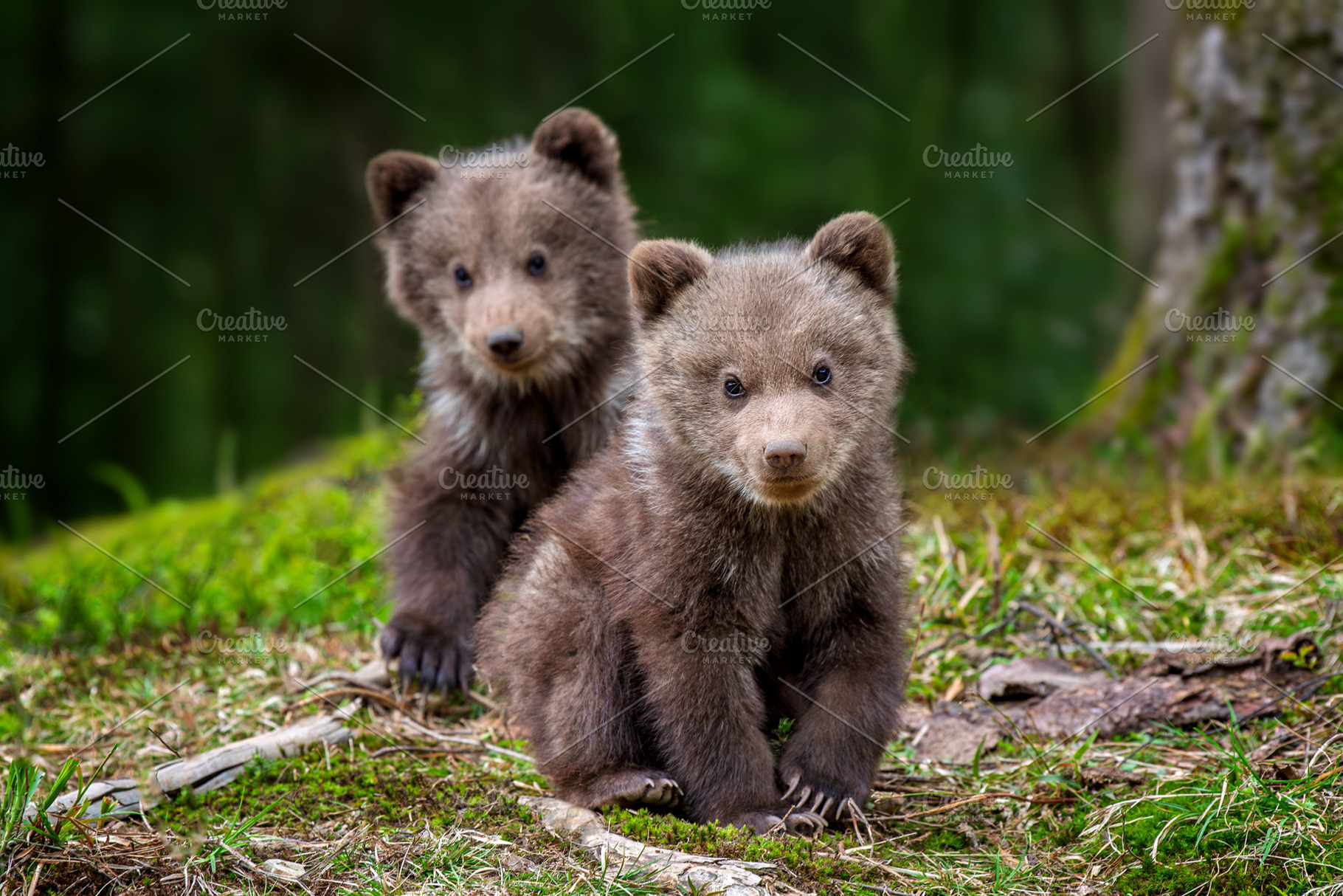 Two young brown bear cub in the forest, an Animal Photo by Byrdyak