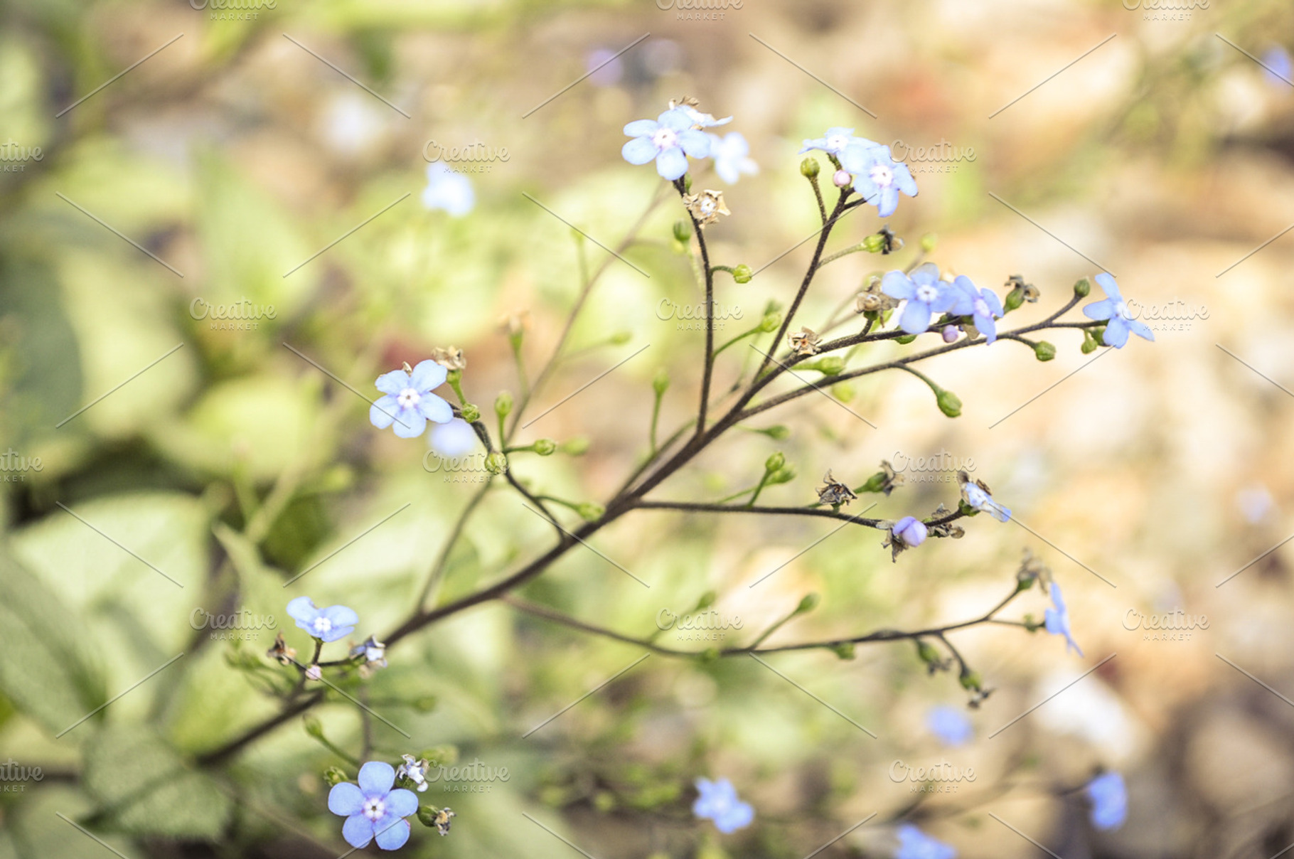 Blue Flowers Stock Picture