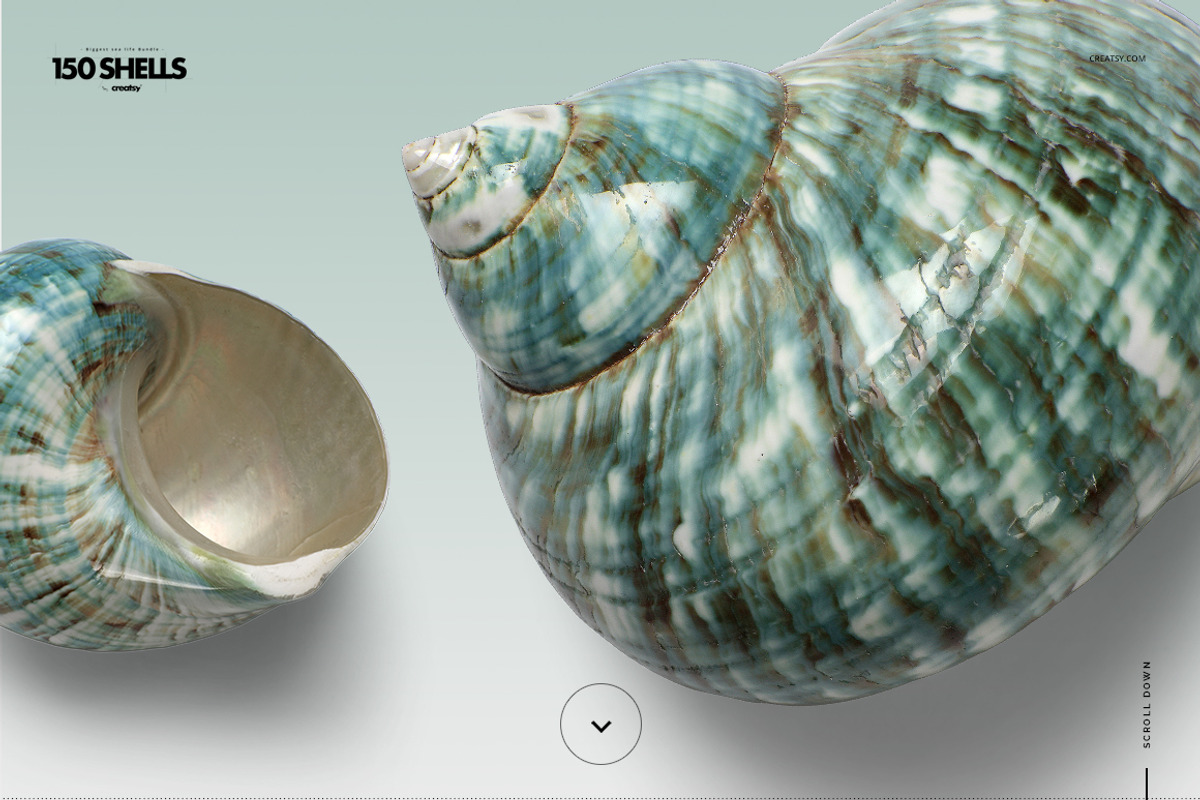 150 Shells Bundle (isolated objects), a Merchandise Mockup by creatsy5