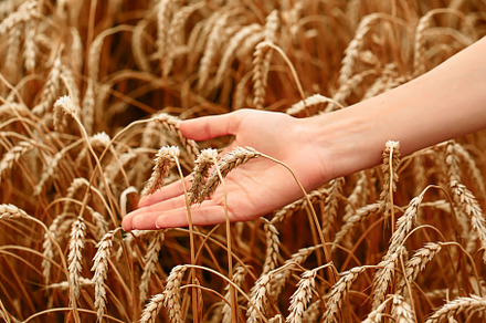 Wheat field. The concept of the global food crisis. A woman's hand runs through