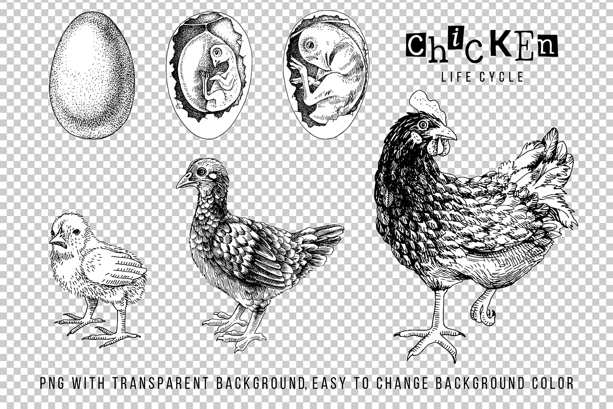 Hand drawn chicken life cycle, an Animal Illustration by handsketched (Photo 4 of 7)
