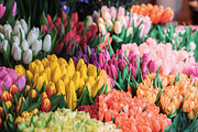4 Spring Lightroom Presets, a Preset Add-On by AnagramDesign (Thumbnail 5 of 7)