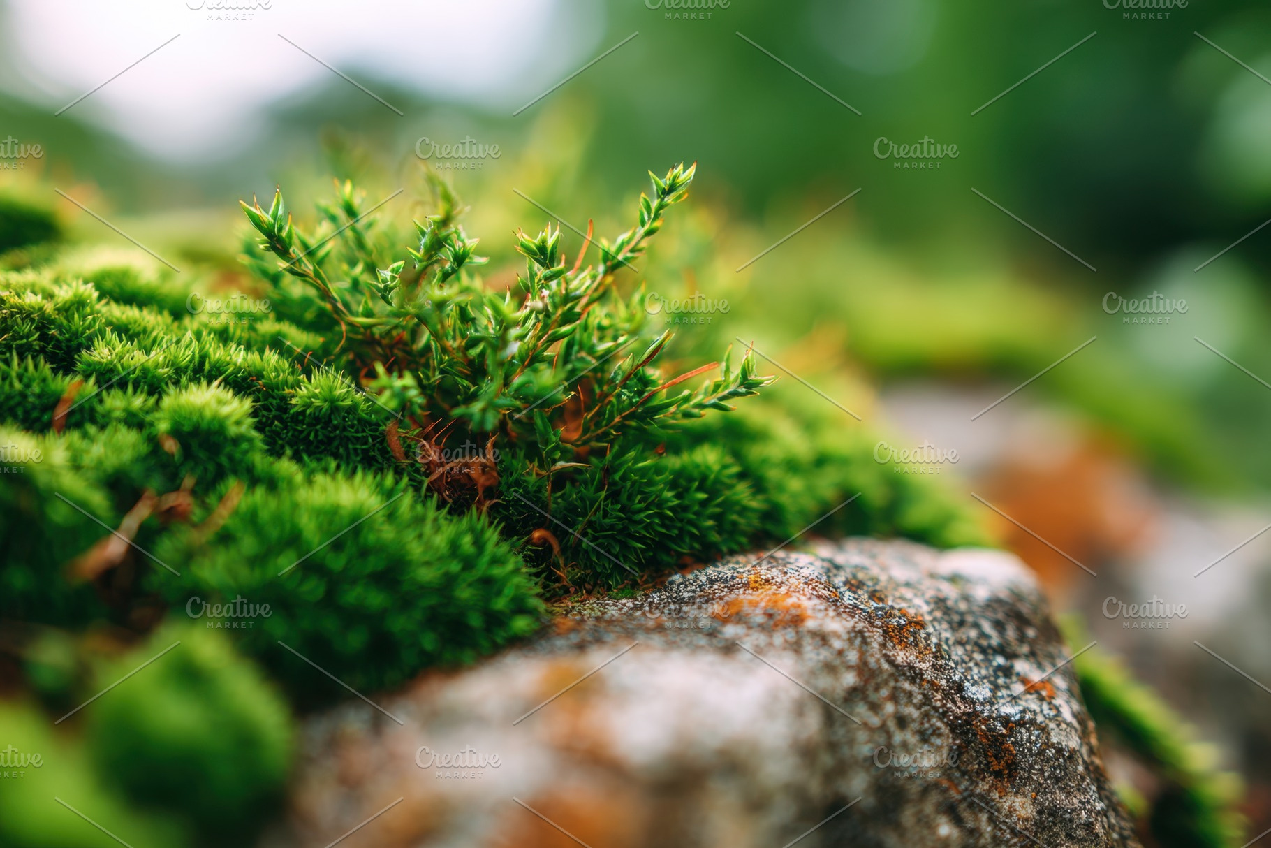 Vibrant green moss on rocky surface, a Nature Photo by AlyaAnd