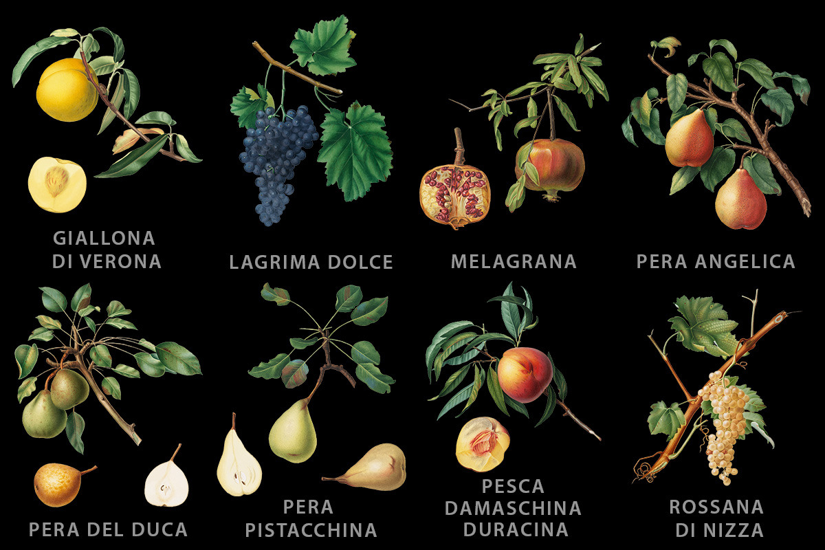 Fruit illustrations pack 1, a Food Illustration by Padrinan (Photo 3 of 5)