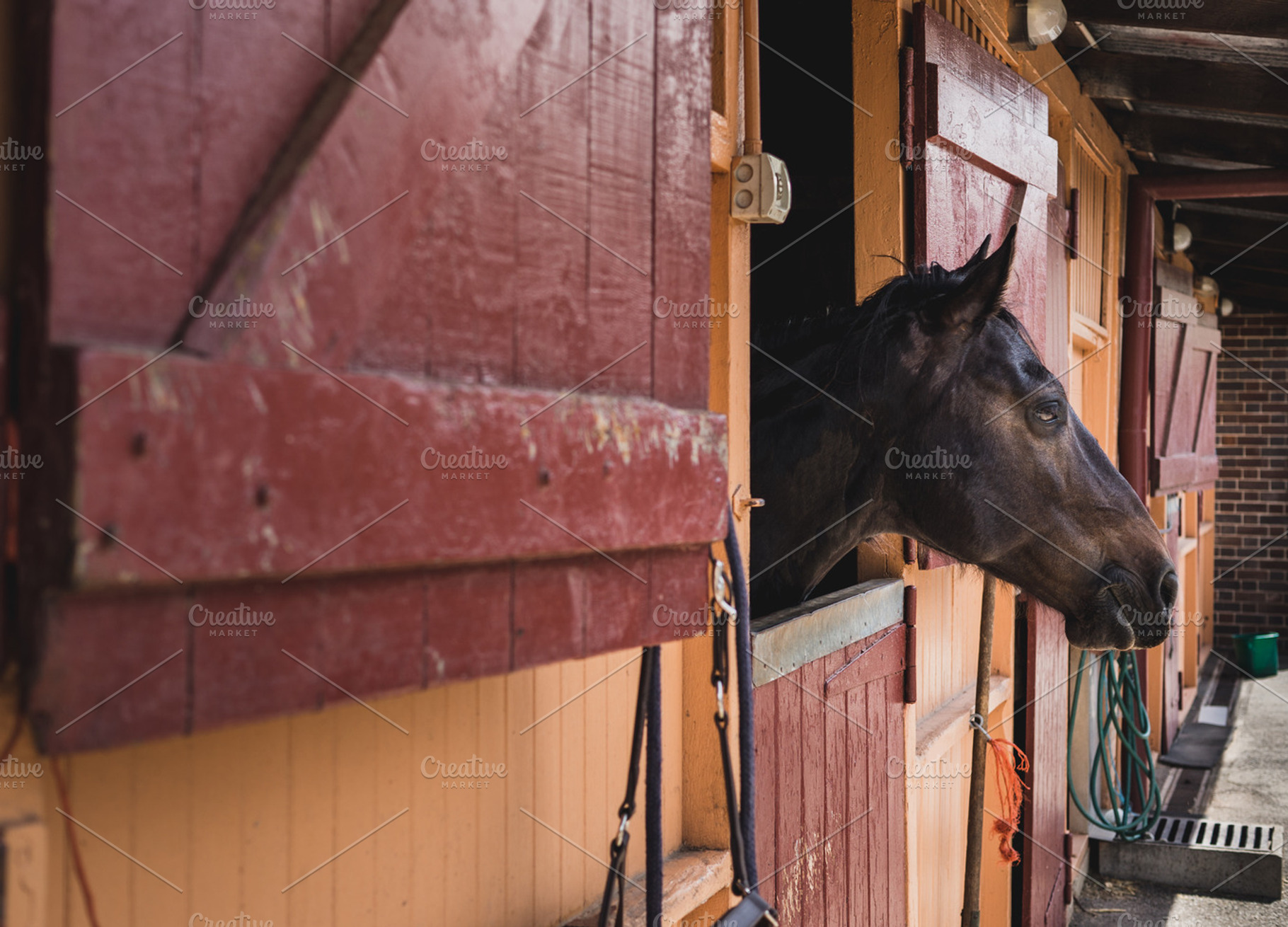 Equestrian, an Animal Photo by Luke Sim Creative