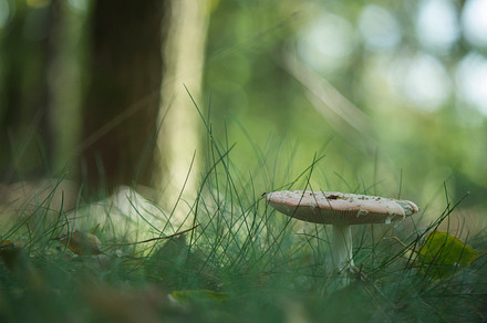 Mushroom #2