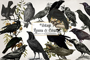 Vintage Ravens and Crows Clipart, an Illustration by Digital Curio (Thumbnail 1 of 4)