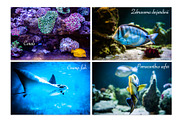 Under the sea BUNDLE, an Animal Photo by WildStrawberry Magic (Thumbnail 5 of 6)