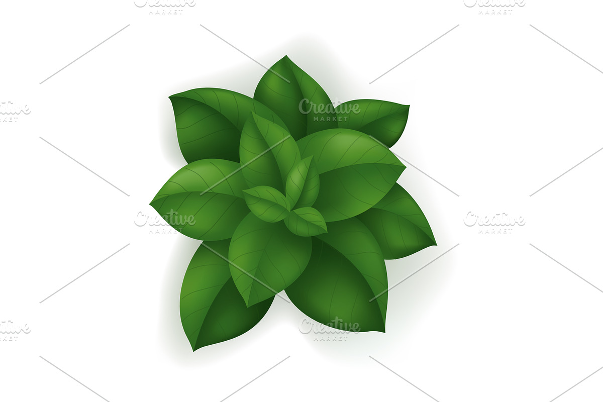 A plant with lush green leaves, an Object Illustration by Things for designers