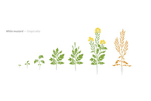 Growth stages of white mustard from, a Food Illustration by Ilia Design