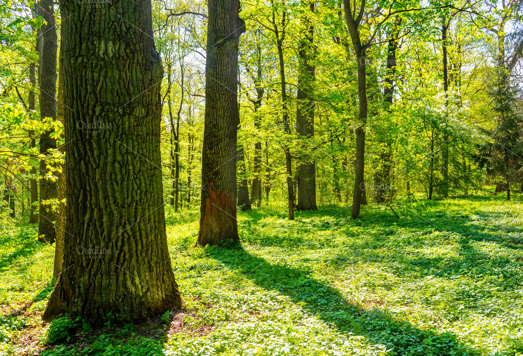 Big tree in green spring forest, a Nature Photo by Vapi