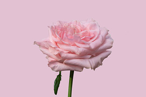 Pink rose stockphoto