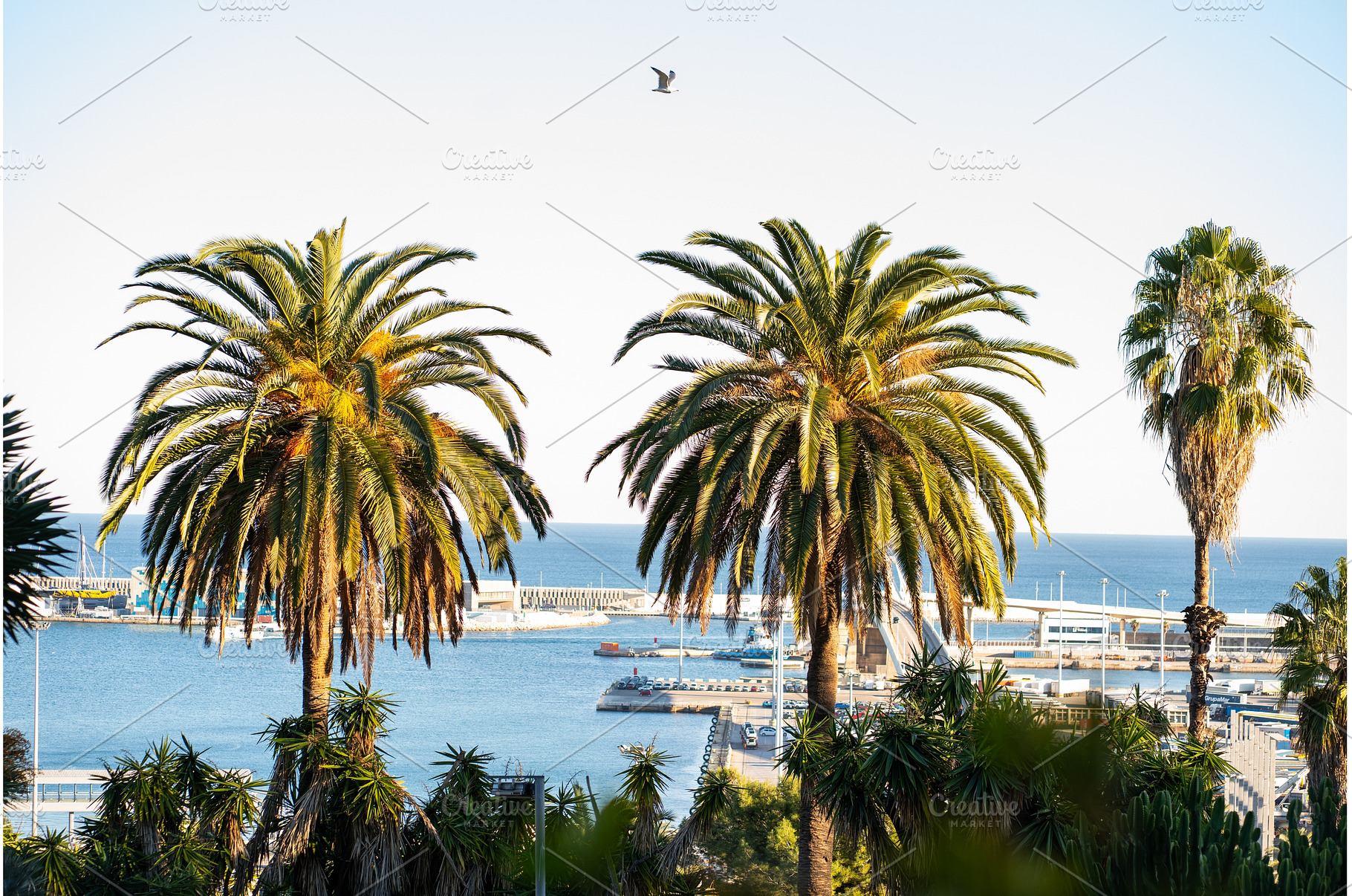 Vibrant palm trees framing a sunny, a Nature Photo by volodymyrshtun13795