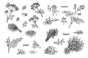 Spice Plants Collection, an Illustration by Evgeniia Lanskikh (Thumbnail 6 of 11)