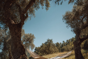 Empty Hammock Between Olive Trees, a Holiday Photo by Virgo Studio