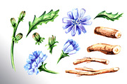 Chicory. Watercolor collection, a Food Illustration by Daria Ustiugova (Thumbnail 8 of 9)