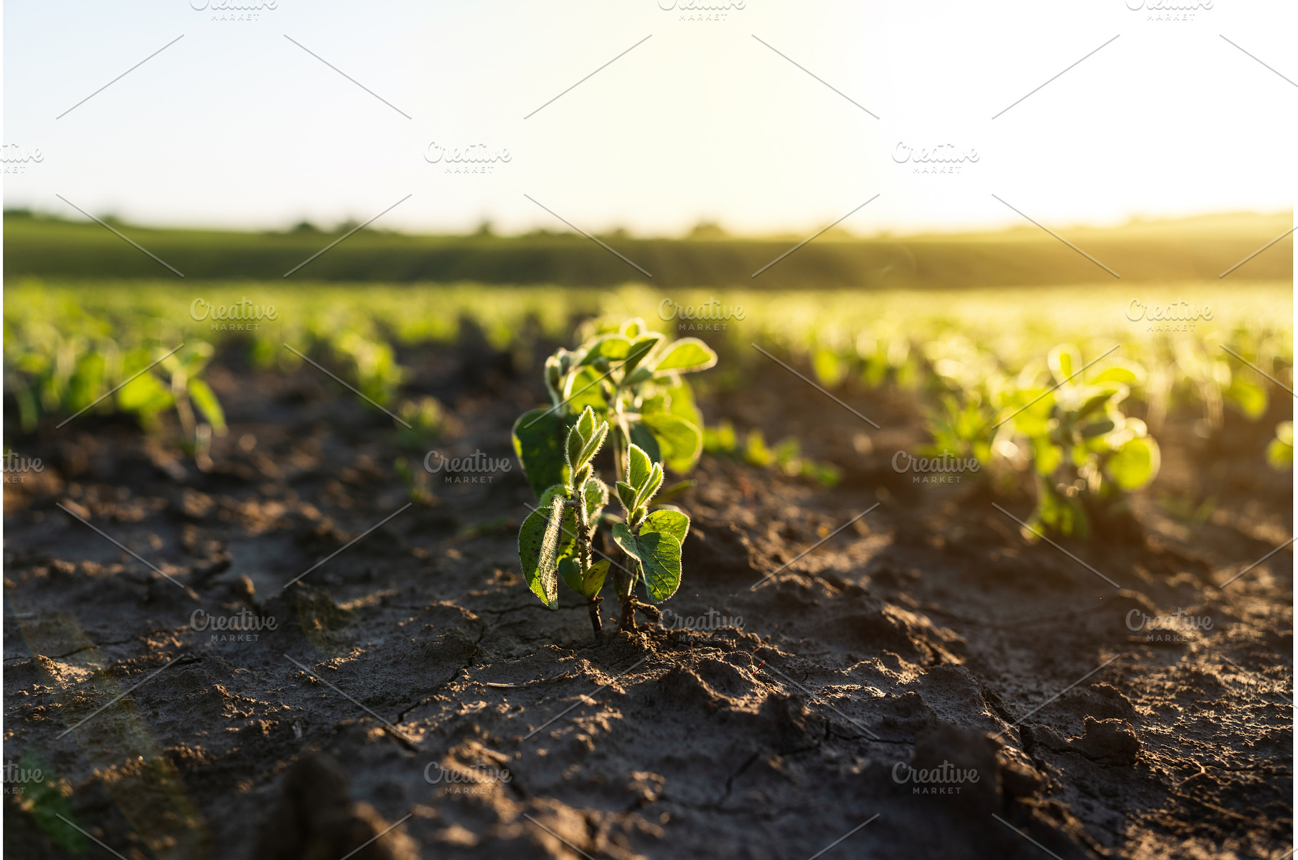 Single soybean sprout emerging from, a Nature Photo by volodymyrshtun13795