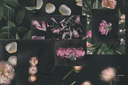 La Rosea — Botanical Floral Ephemera, a Background Graphic by nadispasibenko (Thumbnail 3 of 8)