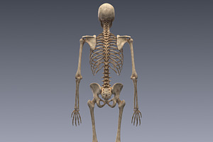 Human Skeleton Rigged