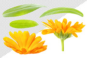 Calendula (marigold) flowers, an Object Graphic by Fruits+Veggies (Thumbnail 4 of 4)