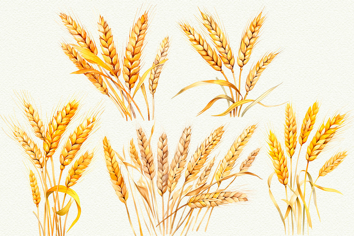 Wheat Watercolor Clipart, an Illustration by Anny Sketches (Photo 2 of 7)