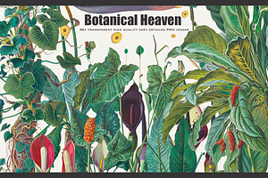 SALE! Botanical Heaven-Illustrations