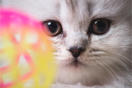 White adorable cat portrait closeup containing cat, kitten, and unusual, an Animal Photo by sergey.krotov
