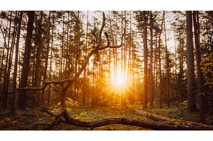 Russia, Europe. Forest , . Beautiful, a Nature Photo by Our Amazing World