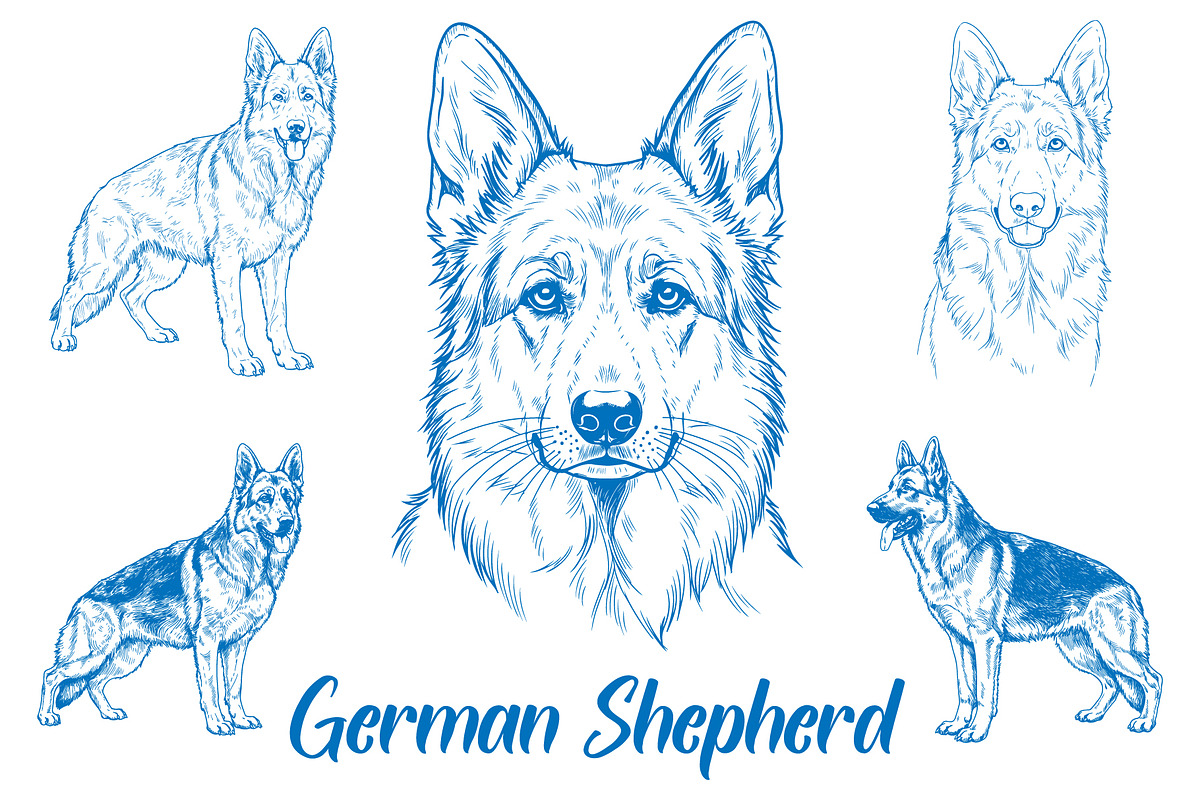 German Shepherd Illustration Bundle, an Animal Illustration by MkStudio