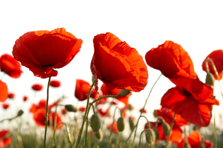 Red poppies stock photo containing poppy and red, a Nature Photo by Vapi