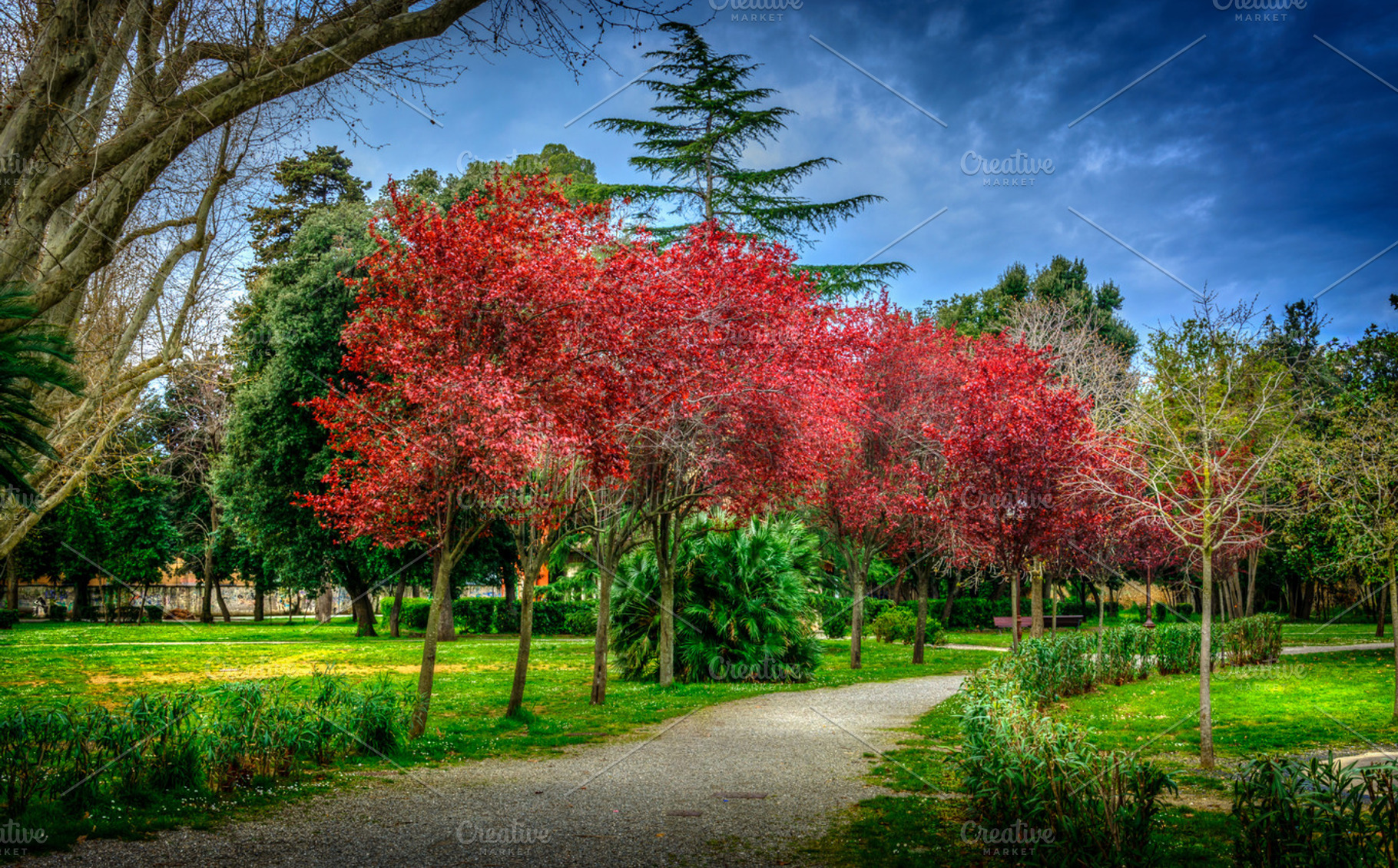 Red Trees In A Park