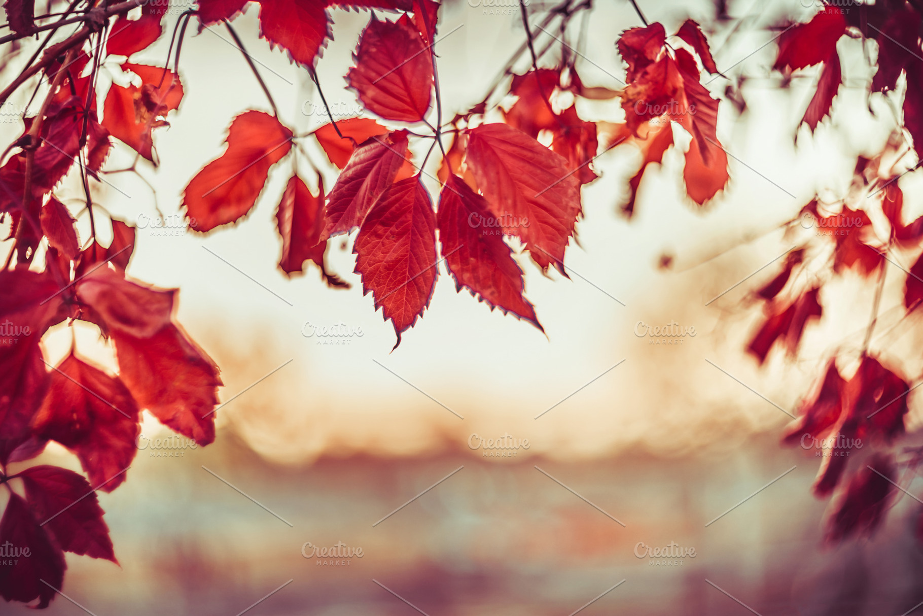 Sunset autumn nature, a Nature Photo by VICUSCHKA