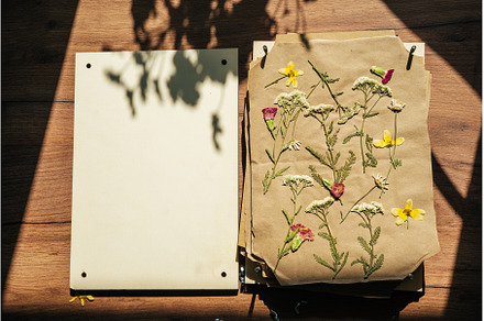 Dry pressed plants and flowers on a, a Nature Photo by Yummypic