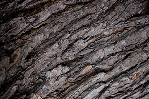 Close-Up of Rough Tree Bark Texture, an Abstract Photo by bastera