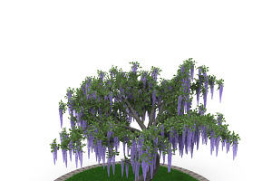 Wistaria Tree