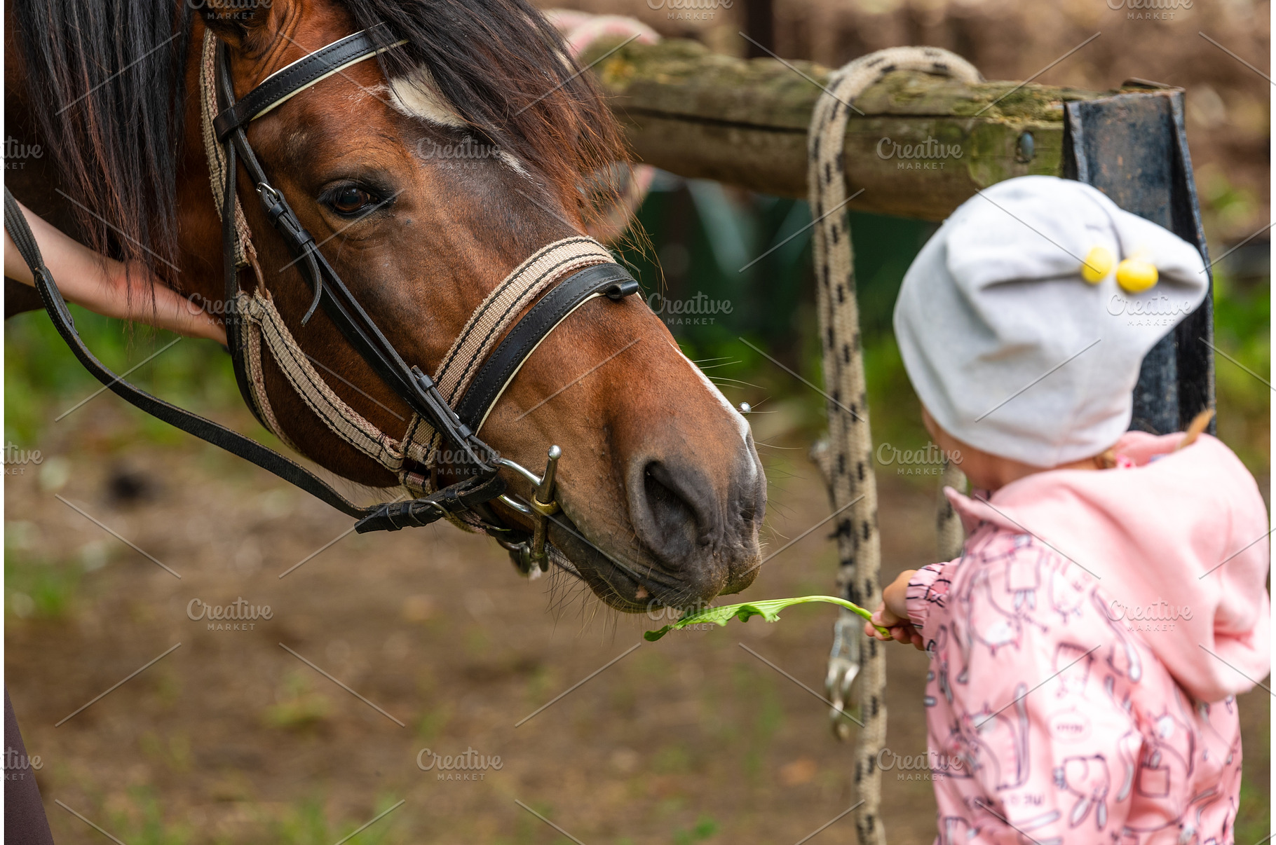 Child feeding brown Horse with long, a Nature Photo by MadPhotos